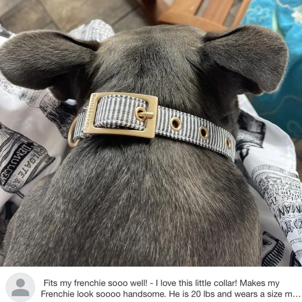 Boots + Barkley 🐾 Railroad Stripe Cat Dog Collar Size XS Buckle Closure